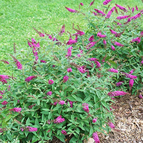 Proven Winners® ColorChoice® Lo & Behold® Ruby Chip® Butterfly Bush - Nature Hills Nursery - #3 Container -