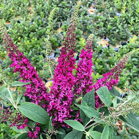 Proven Winners® ColorChoice® Lo & Behold® Ruby Chip® Butterfly Bush - Nature Hills Nursery - #3 Container -