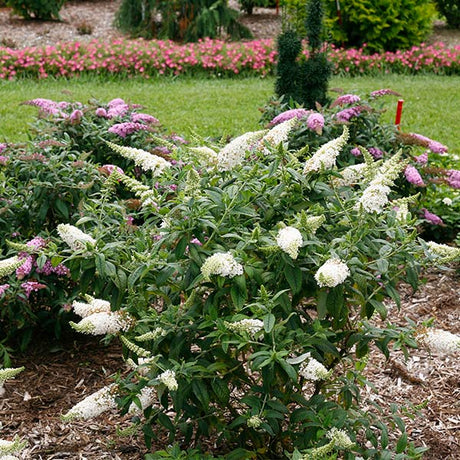 Proven Winners® ColorChoice® Pugster White® Butterfly Bush - Nature Hills Nursery - #3 Container -