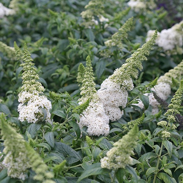 Proven Winners® ColorChoice® Pugster White® Butterfly Bush - Nature Hills Nursery - #3 Container -