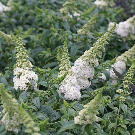Proven Winners® ColorChoice® Pugster White® Butterfly Bush - Nature Hills Nursery - #3 Container -