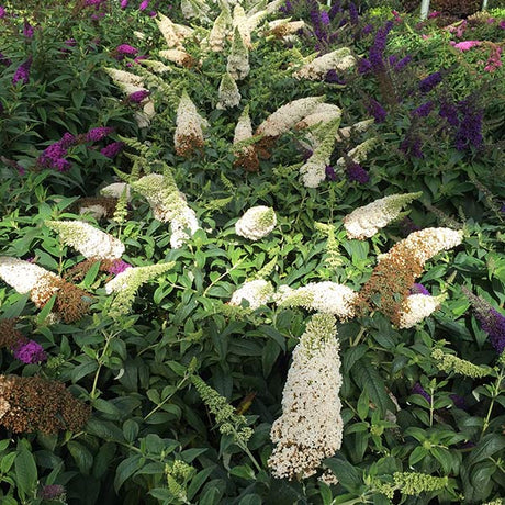 Proven Winners® ColorChoice® Pugster White® Butterfly Bush - Nature Hills Nursery - #3 Container -