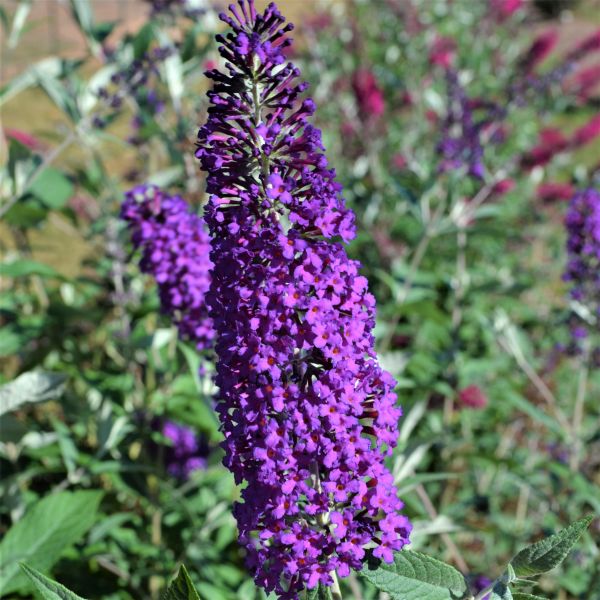 First Editions® Psychedelic Sky™ Butterfly Bush
