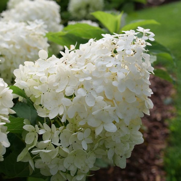 Proven Winners® Puffer Fish® Panicle Hydrangea up Close Bloom