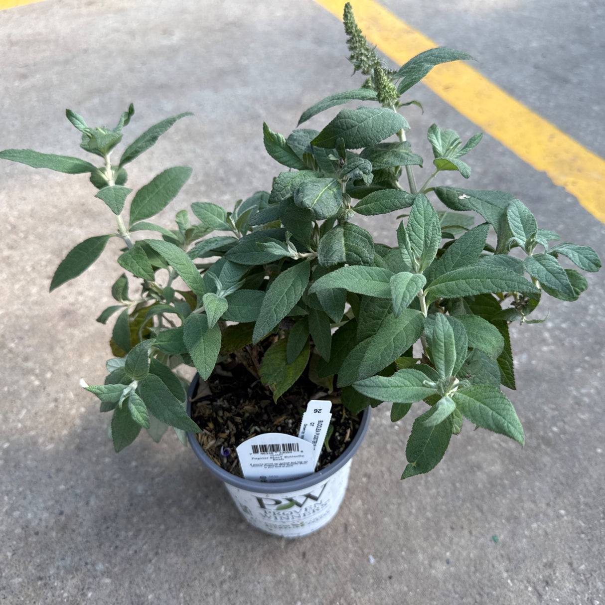 A small Pugster Blue Butterfly Bush plant in a pot with green foliage and a developing flower bud on concrete.