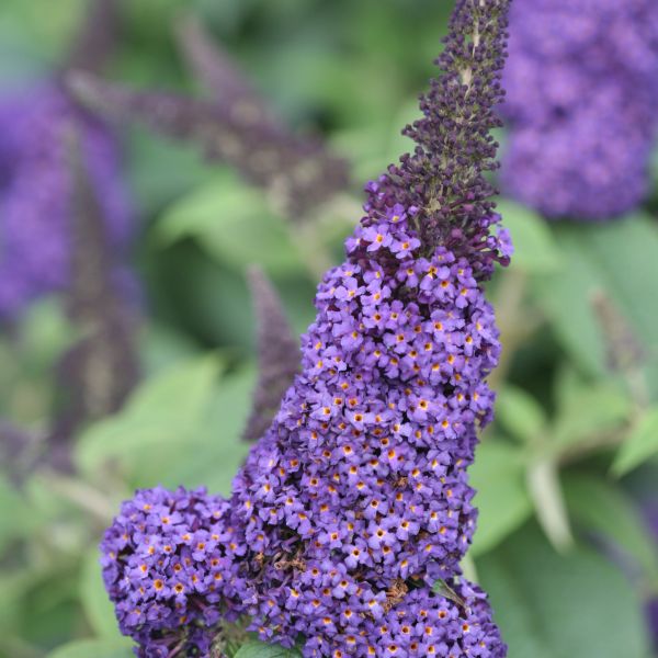 Pugster Blue® Butterfly Bush