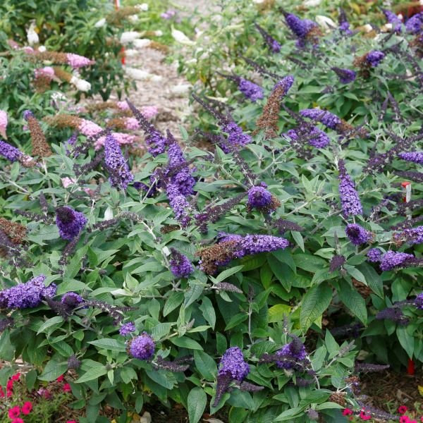 Pugster Blue® Butterfly Bush