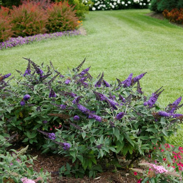 Pugster Blue® Butterfly Bush