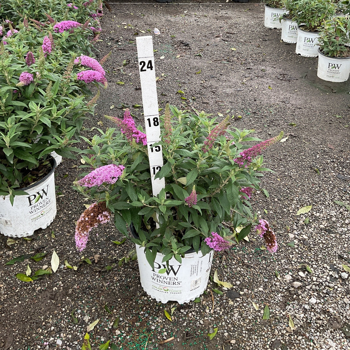 Proven Winners Pugster Pinker butterfly bush in a white container with a measurement stake at a nursery growing yard.