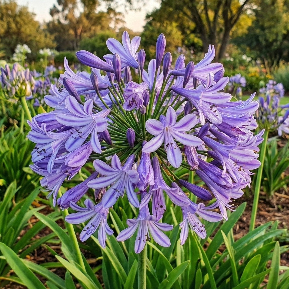 A garden bed filled with multiple purple Agapanthus plants in full bloom, showing their tall stems and green foliage.