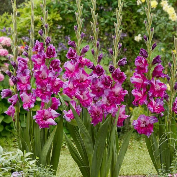 Purple Art Gladiolus Blooms