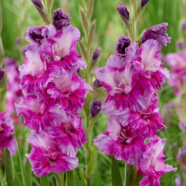 Purple Art Gladiolus Bloomed