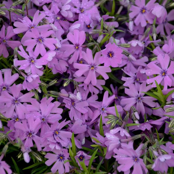 Purple Beauty Creeping Phlox (Phlox subulata 'Purple Beauty'), a perennial featuring purple flowers and perennial.
