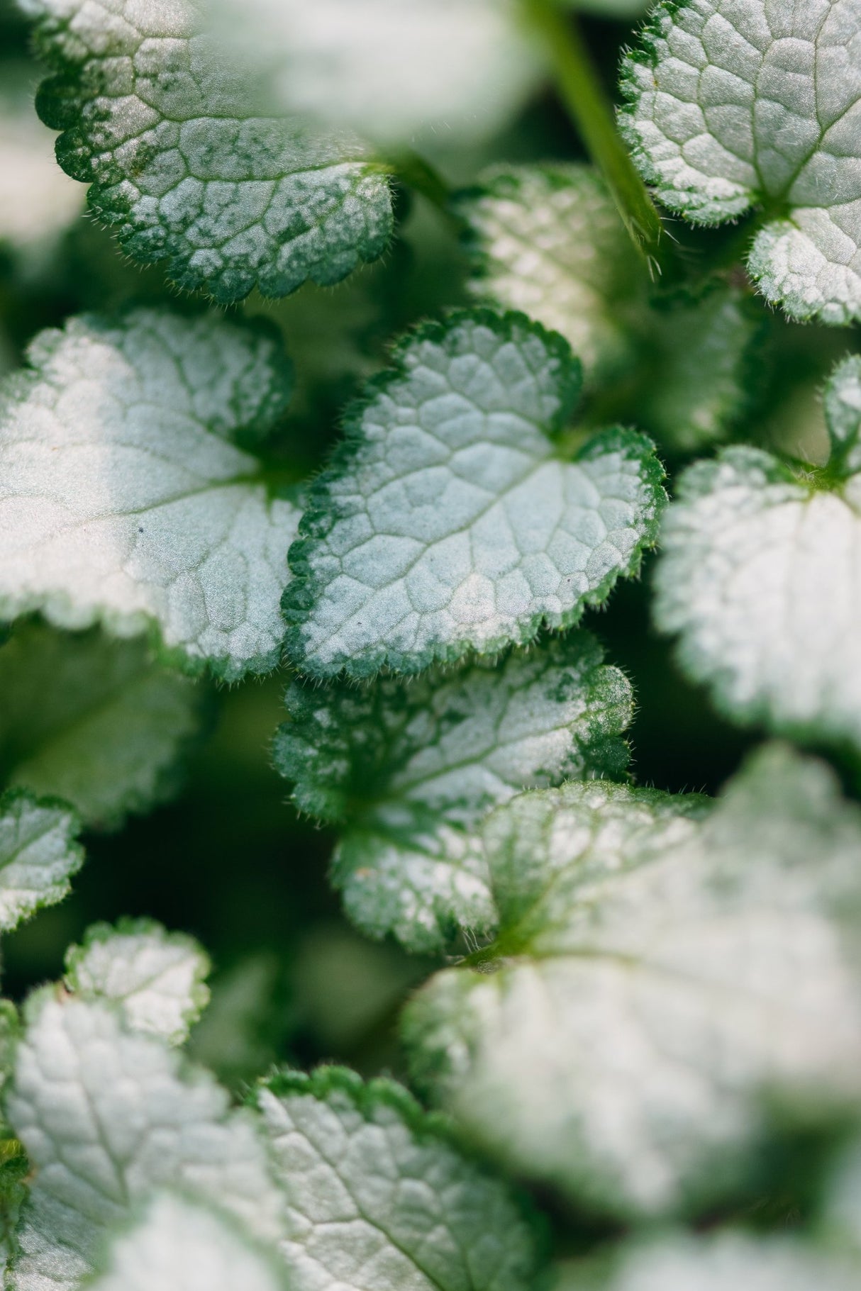 Close-up of Purple Dragon Dead Nettle foliage showing silvery-white variegated leaves with scalloped edges and fine hairs.
