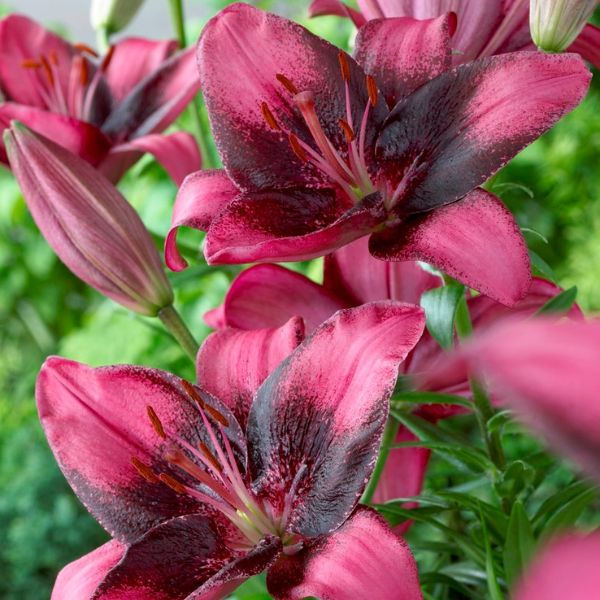 Purple Eye Lily - Perennial - Nature Hills Nursery -