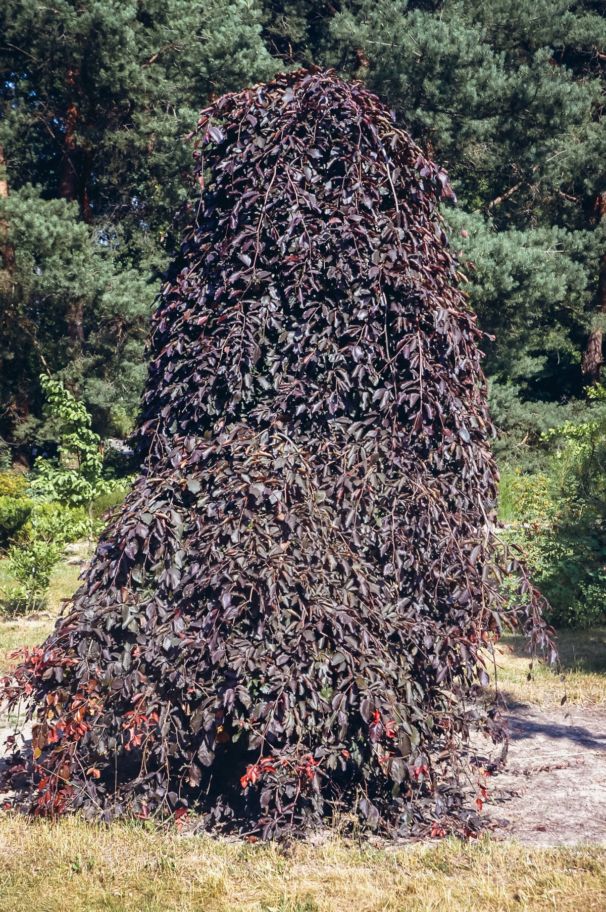 Purple Fountain European Weeping Beech Tree displaying a dense, cone-shaped habit with cascading deep burgundy foliage.