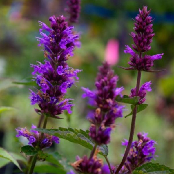 Purple Haze Hyssop - Nature Hills Nursery - #1 Container -