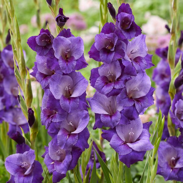 Purple Magic Gladiolus Bloom