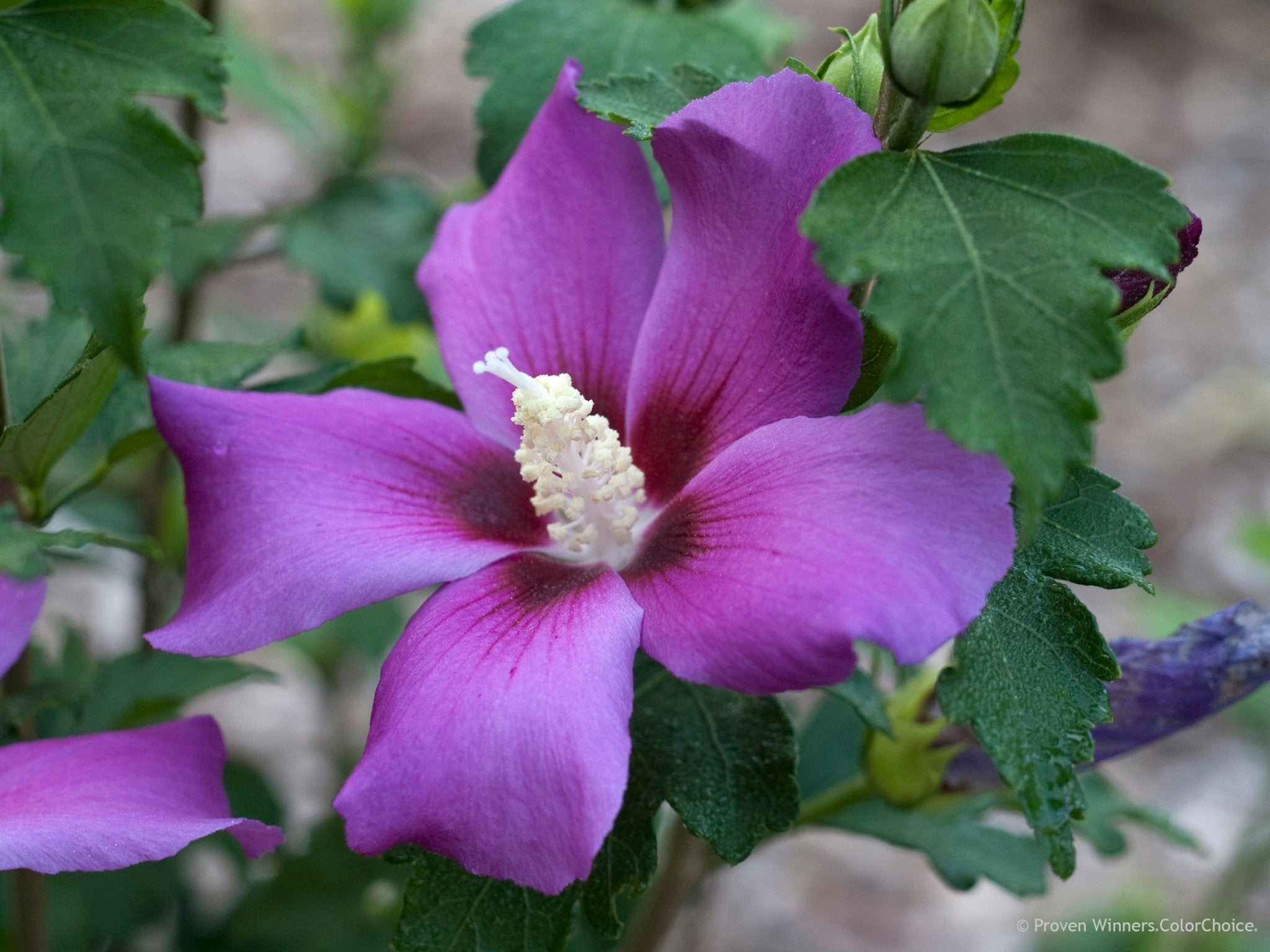 Purple Satin® Rose of Sharon - Bush - Nature Hills Nursery - 3 Container -