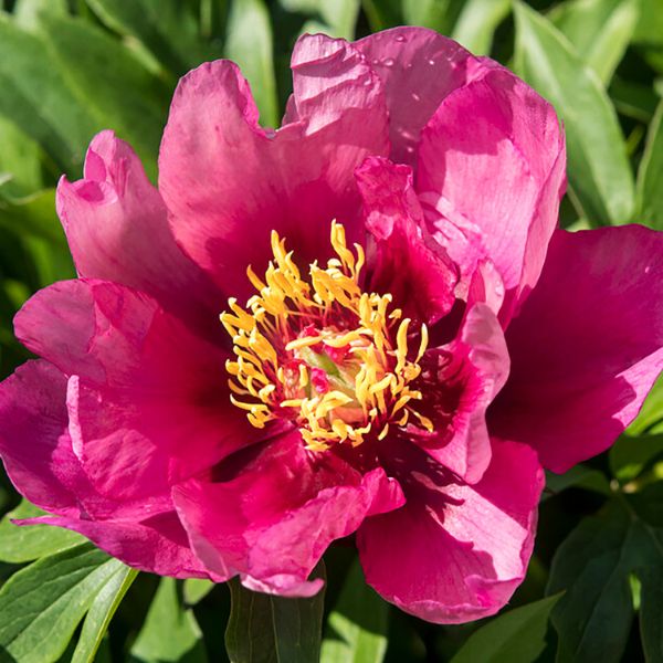 Purple Sensation Peony - Perennial - Nature Hills Nursery -