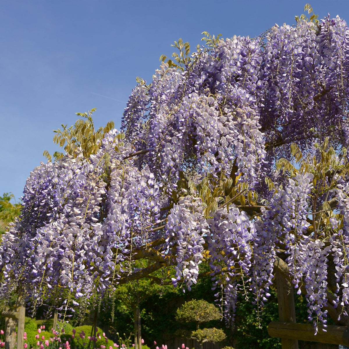 Blue Chinese Wisteria Tree for Sale