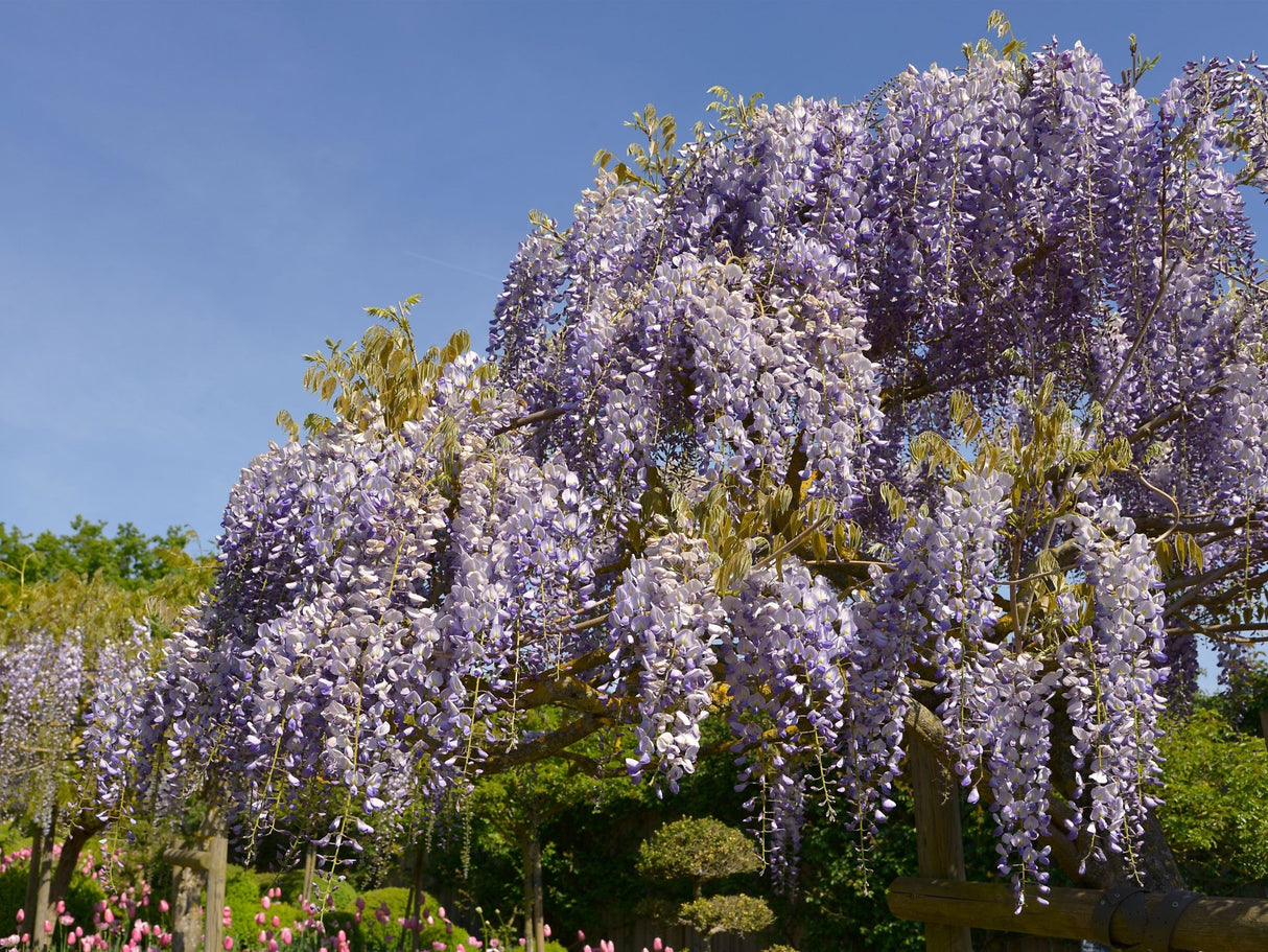A large, flourishing purple wisteria vine draped over a wooden arbor against a clear blue sky in a spring garden with pink tulips in the background.