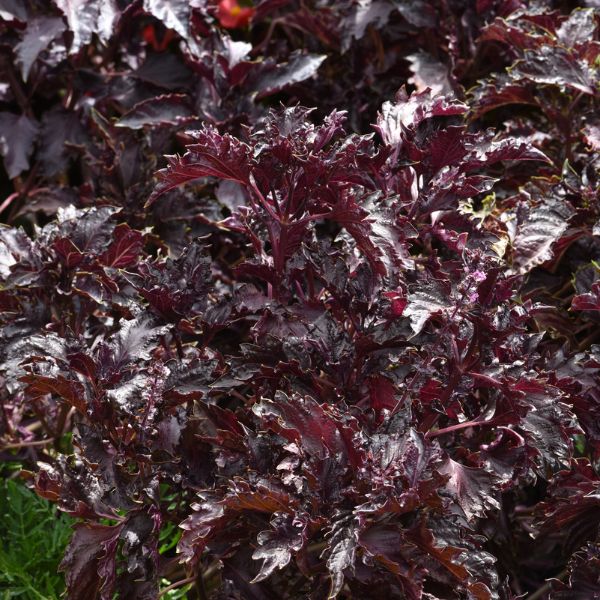 Purple Ruffles Basil