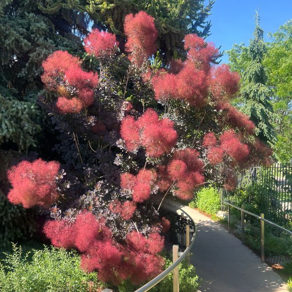 Purple Smokebush full tree
