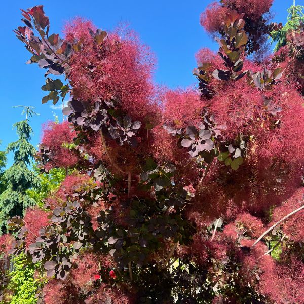 Purple smokebush in bloom close up