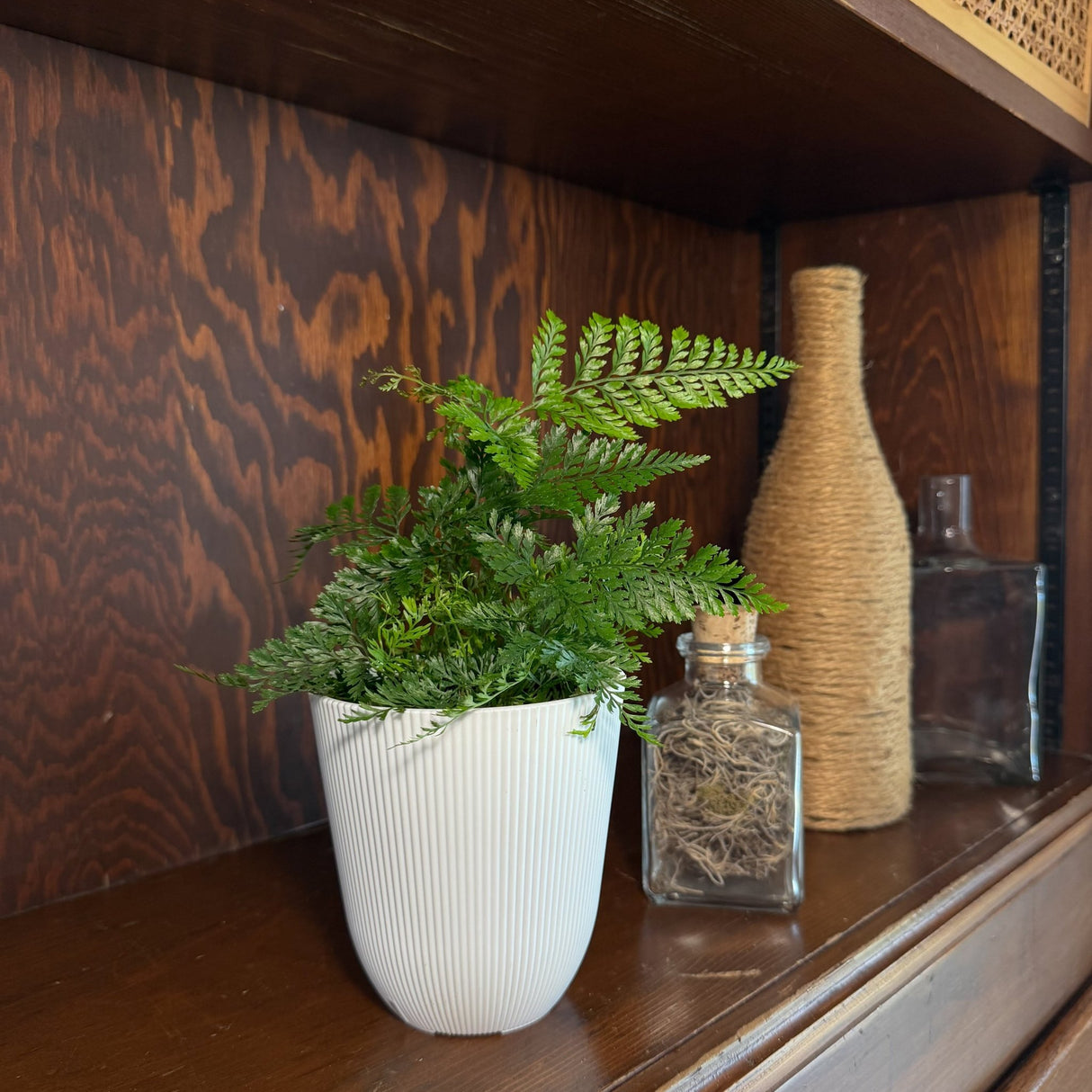 Rabbit's Foot Fern in a 4 inch pot