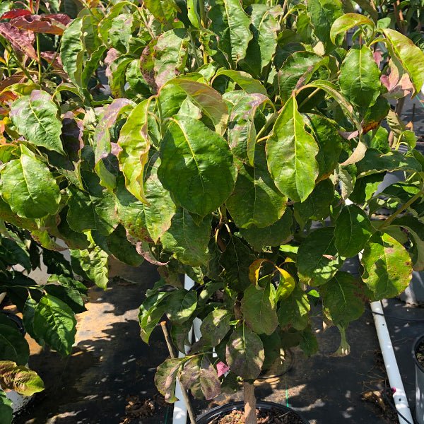 Ragin' Red™ Dogwood