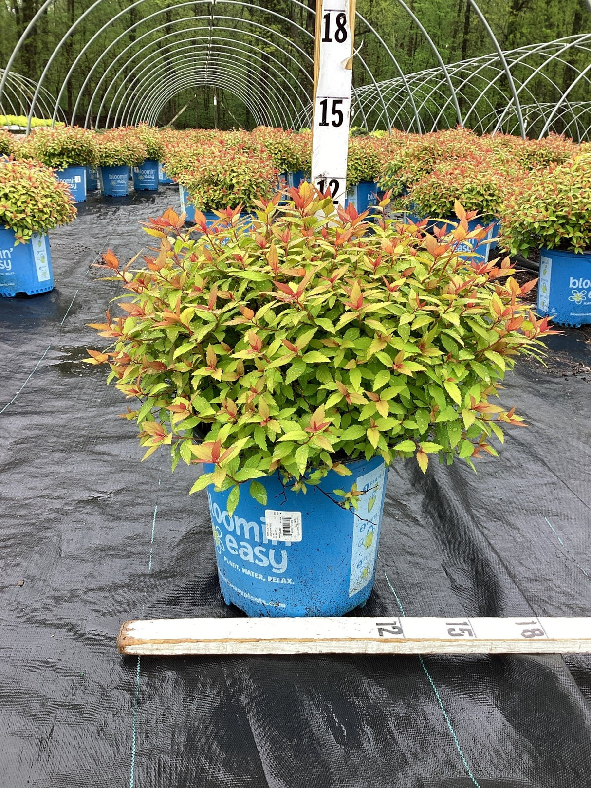 Rainbow Fizz™ Spirea