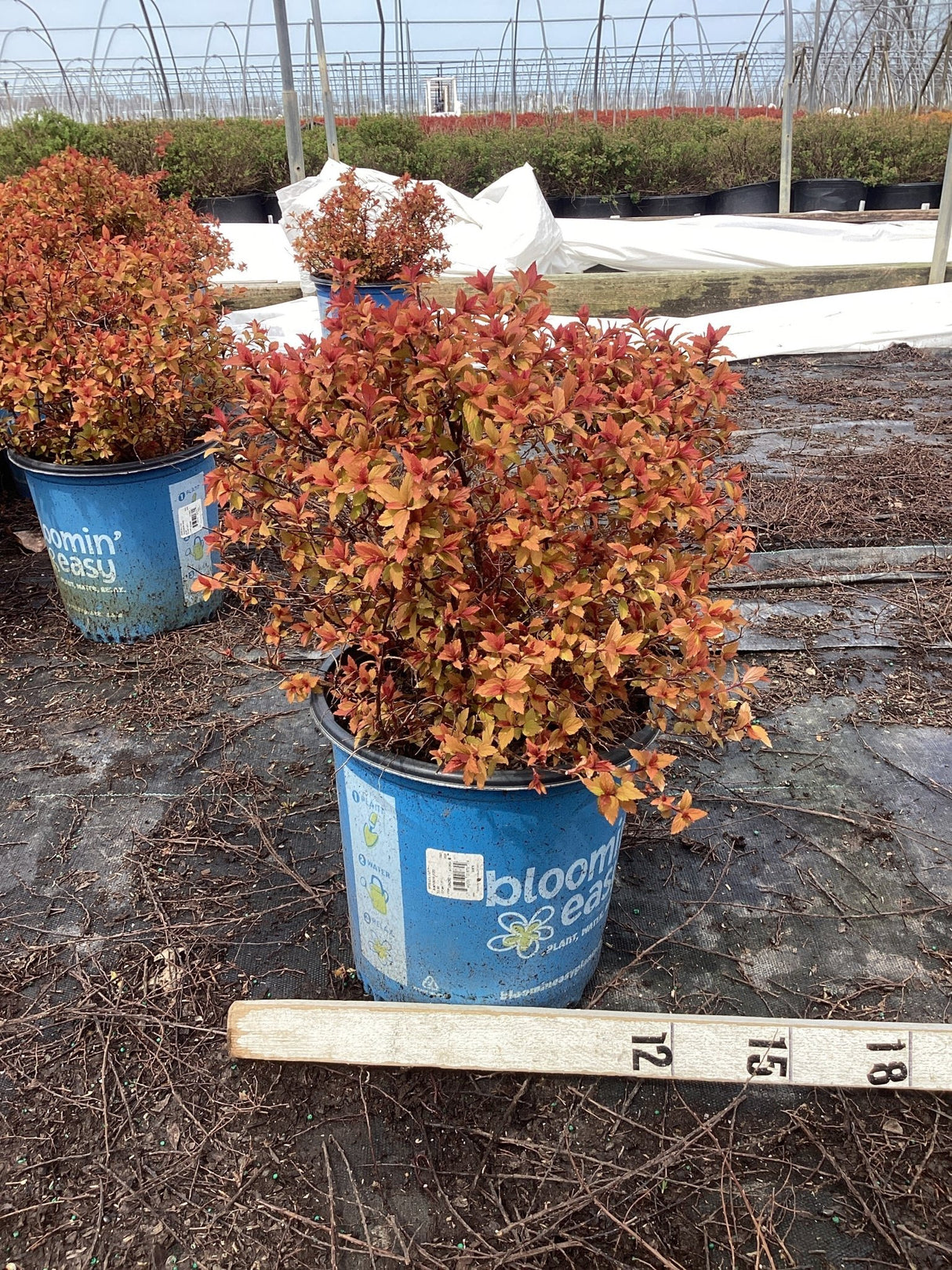 Rainbow Fizz™ Spirea