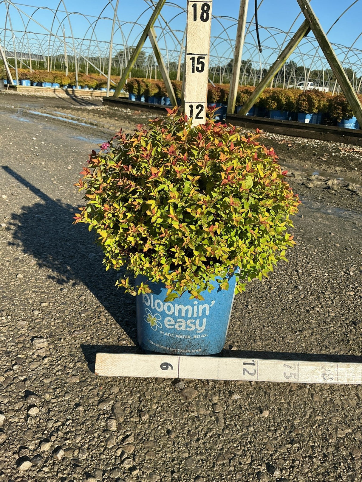 Rainbow Fizz™ Spirea