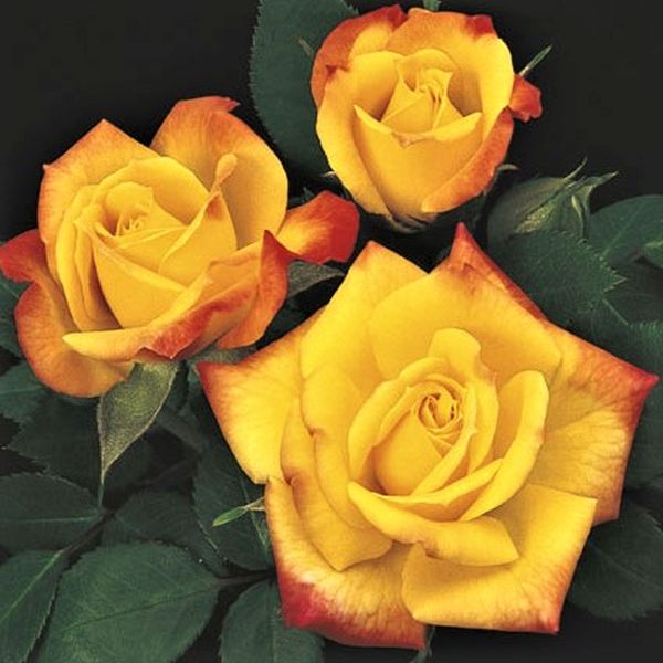 Rainbow's End™ Miniature Rose