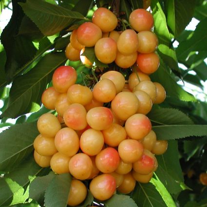 Close-up of pink, white prunus flowers on Rainier Cherry Tree blooming in late spring.
