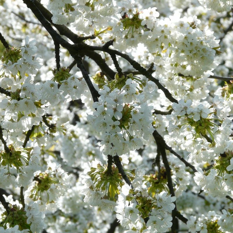Rainier Cherry Tree (Prunus avium 'Rainier') foliage and growth habit in the landscape.