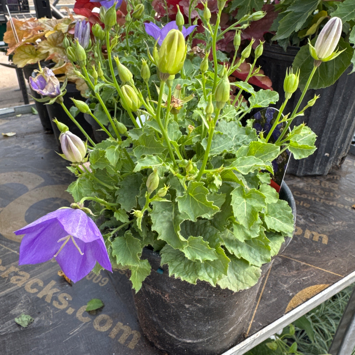 A potted Rapido Blue Carpathian Bellflower plant features numerous green buds and vibrant purple bell