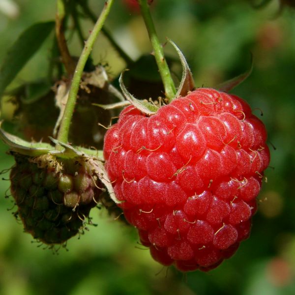 Bushel and Berry® Raspberry Shortcake Bush