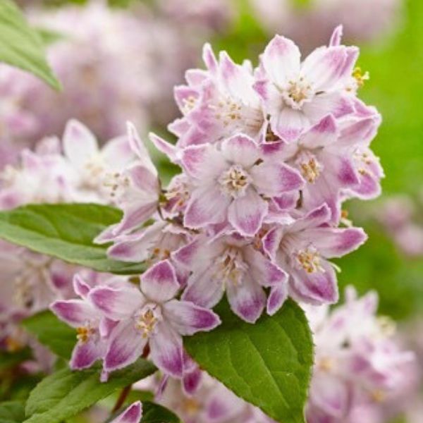 Raspberry Sundae Deutzia (Deutzia x 'Raspberry Sundae' PP30,793), a shrub featuring pink flowers and deciduous.