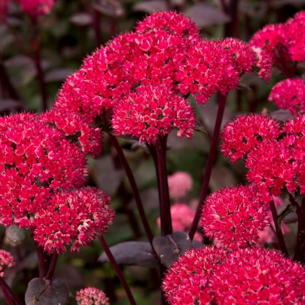 Red Cauliflower Sedum Blooms
