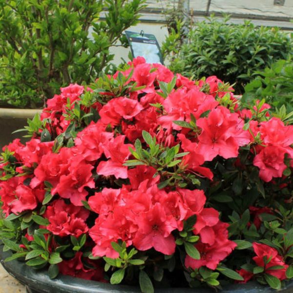 Red Demon Azalea (Rhododendron 'Red Demon'), a shrub featuring red flowers and deciduous.