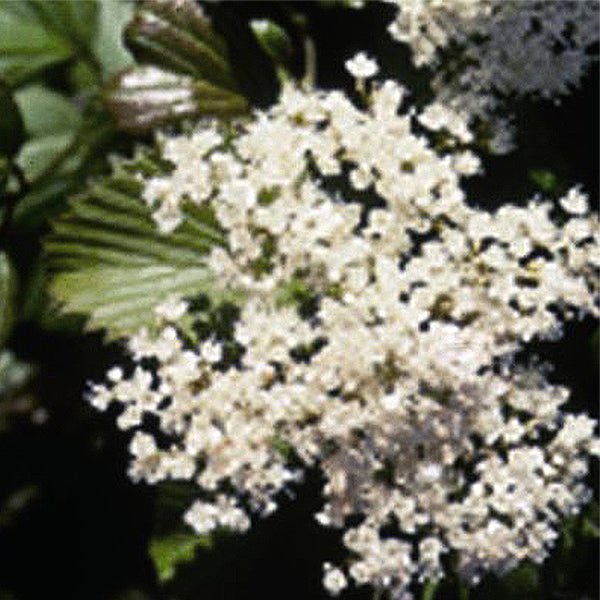 Red Feather® Arrowwood Viburnum