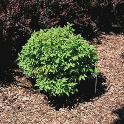 Red Gnome Dogwood (Cornus alba 'Regnzam'), a shrub featuring white flowers and arching, erect form.