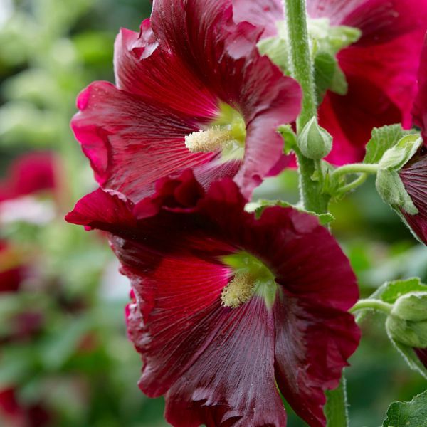 Red Hollyhocks