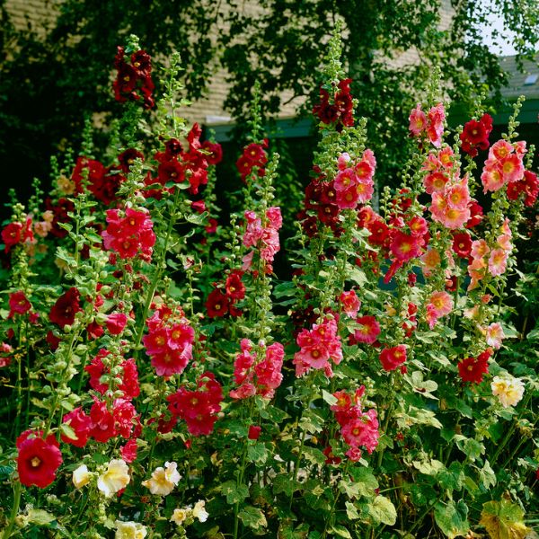 Red Hollyhocks
