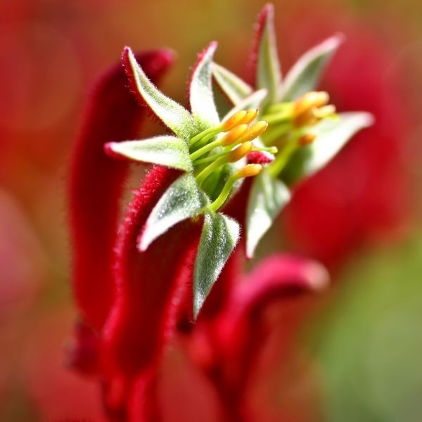 Red Kangaroo Paw - Nature Hills Nursery - #5 Container -