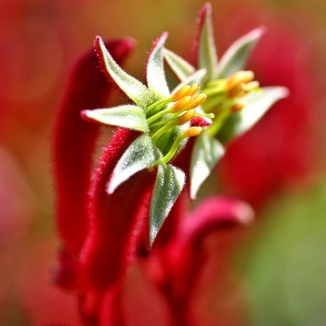 Red Kangaroo Paw - Nature Hills Nursery - #5 Container -