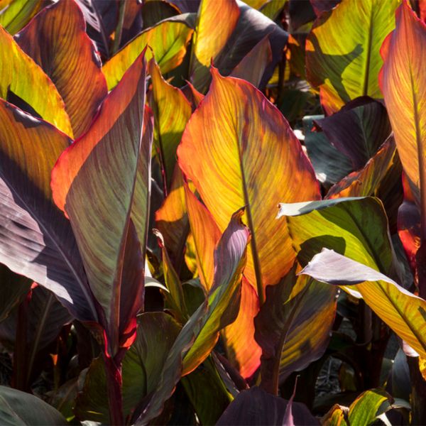 Red King Humbert Canna Lily Foliage