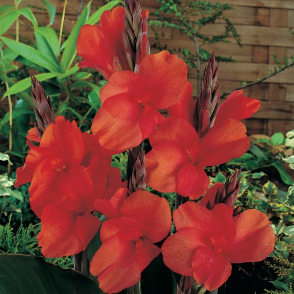 Red King Humbert Canna Lily Bloom